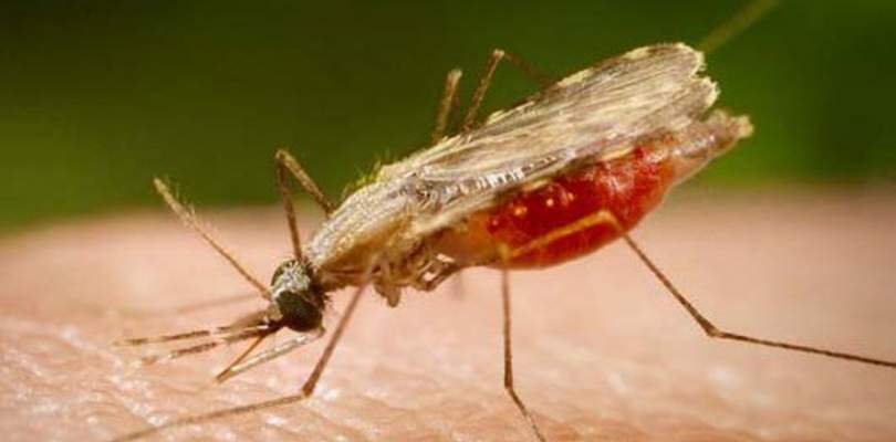MALARIA