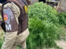 96ª CIPM localiza cerca de duzentos pés de maconha no quintal de uma casa, em Sobradinho; toda a droga foi incinerada no local