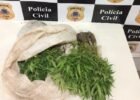 Polícia erradica plantação com três mil pés de maconha no distrito de Maniçoba, Juazeiro