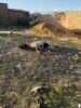“Está insuportável”: moradores do Rio Jordão, em Juazeiro, pedem remoção de animal morto há sete dias e relatam “abandono” do bairro