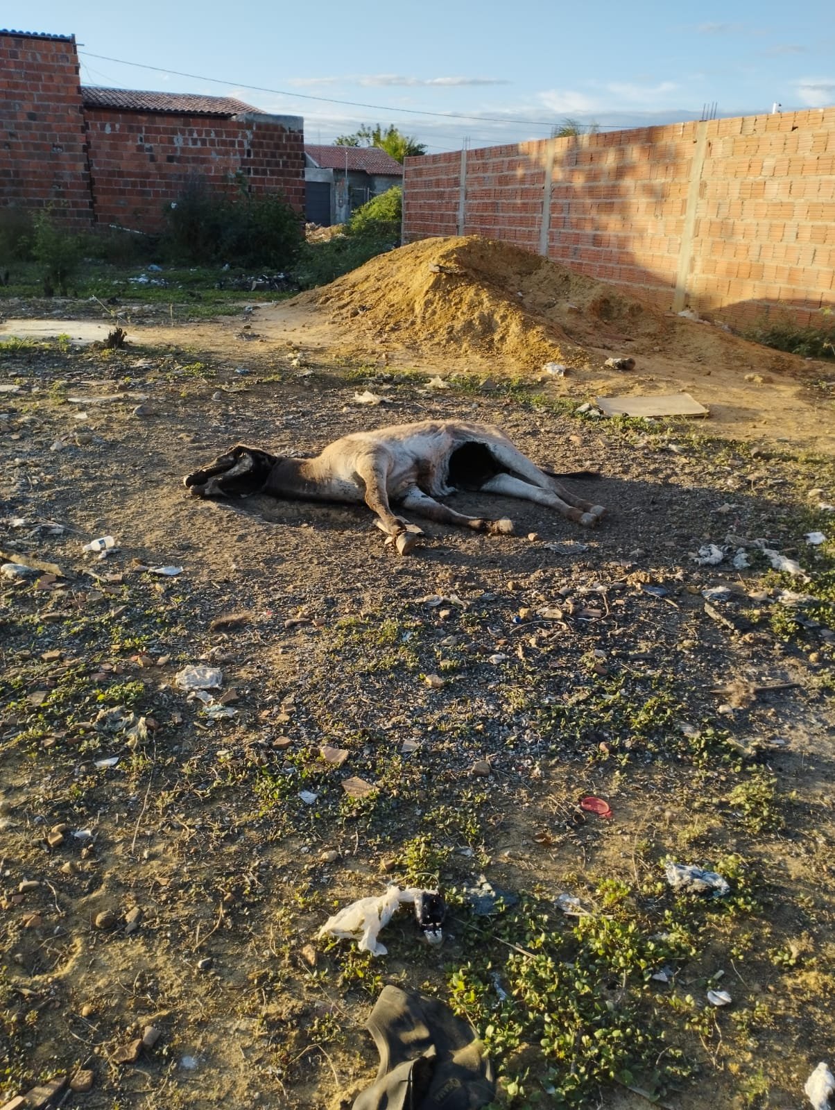 cavalo morto