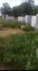 Após denúncia de abandono no Cemitério do João Paulo II, em Juazeiro, SESP justifica e garante realizar um “grande mutirão de limpeza” no local