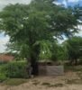 “O odor é insuportável”: moradores de Juremal, em Juazeiro, reclamam de transtornos causados por chiqueiro e cobram ações da Semaurb