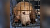 Jornalista relata que foi impedido de voar com cachorro; empresa volta atrás e admite erro