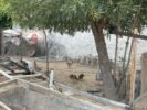 “A orla está totalmente largada”: leitor protesta contra situação de abandono do Parque Fluvial de Juazeiro e denuncia “tem até galinheiro”