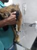 Tutora denuncia vizinha do Alto do Alencar em Juazeiro, por deixar pitbull solto e sem equipamentos de segurança nas ruas do bairro: “Meu cachorro já foi atacado 2 vezes”