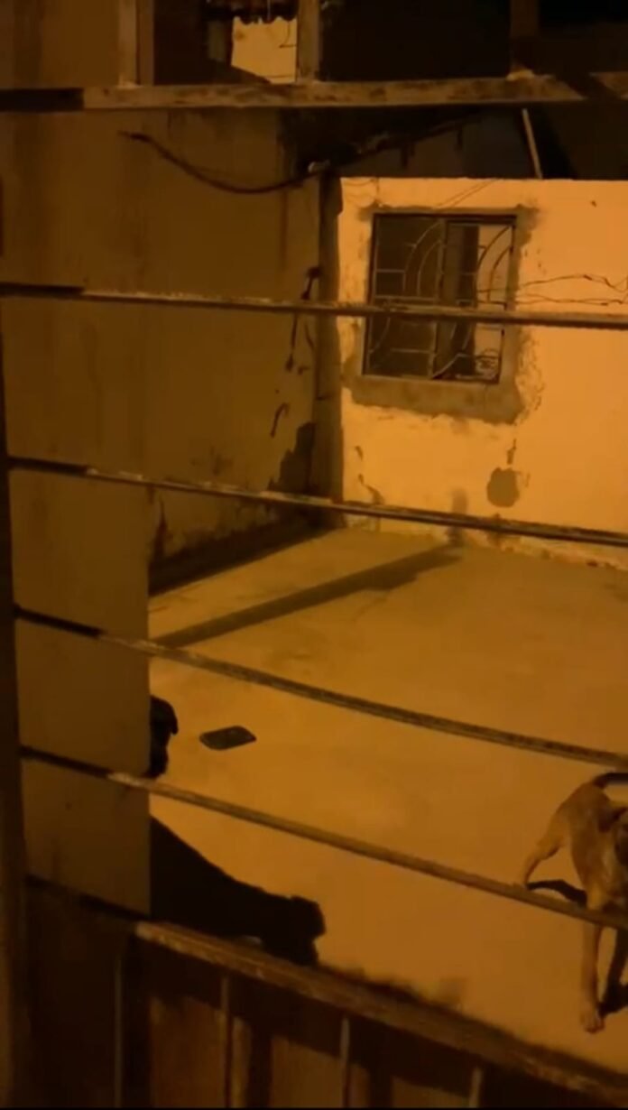 casa caes