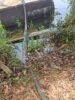 Mortandade de peixes no São Francisco: Impedidos de irrigar as plantações, agricultores da região de Itamotinga, Juazeiro, estão com a produção em risco