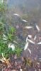Mortandade de peixes no Rio São Francisco:”Estamos sem água mineral, sem água nenhuma”, diz moradora de Guanhães, Itamotinga, em Juazeiro