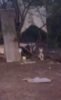 “Isso não é um caso de maus tratos?” questiona moradora sobre cão mantido amarrado “dia e noite” no Residencial Dr. Humberto III, Juazeiro