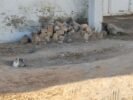 “Deixaram o serviço pela metade”, reclama morador do bairro Castelo Branco, em Juazeiro, sobre ação do SAAE; órgão responde