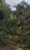 Moradores do Mandacaru 1, em Juazeiro, se mobilizam para retirar vegetação que estava fechando estrada que dá acesso à comunidade de Cipó: “Nem o transporte escolar estava passando”