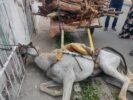 Crueldade: Cavalo debilitado e carregando muito peso tomba nas imediações da Avenida Adolfo Viana, Juazeiro: “Uma cena de cortar o coração”