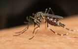 Dengue: “2025 será um ano difícil no Brasil”, diz diretor do Butantan