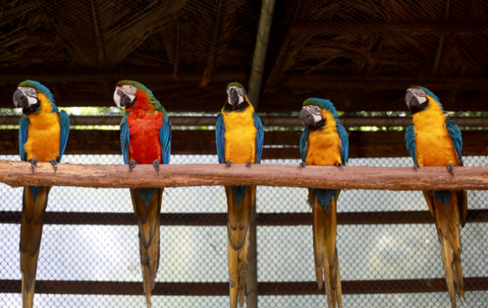 aves