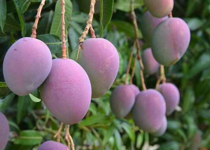 Fruticultura-manga-semiarido-2-696x496 (1)