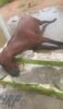 Animal morre eletrocutado no povoado do Rodeadouro/Salitre, em Juazeiro: “Triscou no poste que está dando choque”