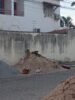 Morador do Loteamento Morada do Rio, Cajueiro, em Juazeiro, denuncia ataques de cães abandonados nas ruas