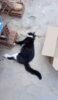 Morador denuncia matança de gatos por envenenamento no bairro São Geraldo, em Juazeiro e pede investigação; Polícia Civil se manifesta
