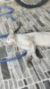 Moradora de condomínio no bairro São Geraldo, em Juazeiro, denuncia matança de gatos por envenenamento e pede investigação: “É caso de polícia essa crueldade com os animais”