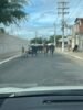 Motorista chama atenção para animais soltos na Avenida Girassol, em Juazeiro: “a segurança de todos tem que vir em primeiro lugar”