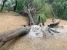 “Crime ambiental”: leitor flagra árvore cortada e queimada na “Prainha da Marinha”, Orla II de Juazeiro