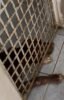 ONGs de proteção animal acionam a justiça contra a Prefeitura de Petrolina para assumir custódia de pitbulls recolhidos pelo CCZ