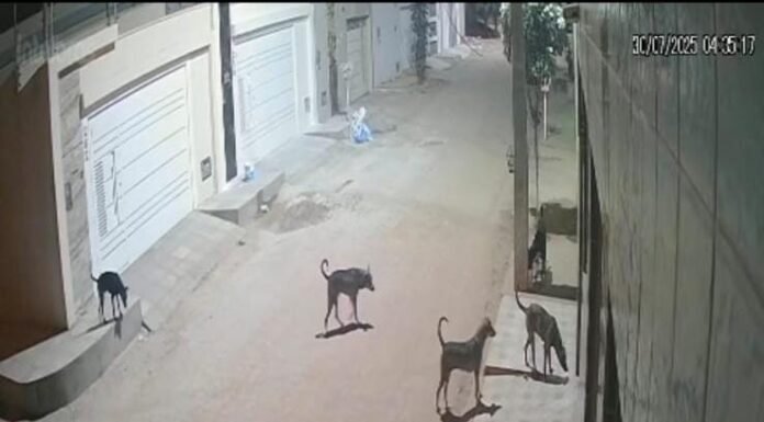 Moradores do bairro Expedito Nascimento, em Juazeiro, estão assustados com matilha de cães que ataca e mata gatos: “Precisamos de medidas urgentes”