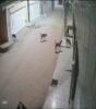 Moradores do bairro Expedito Nascimento, em Juazeiro, estão assustados com matilha de cães que ataca e mata gatos: “Precisamos de medidas urgentes”