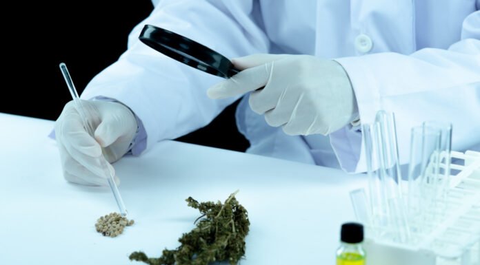 Acordo vai impulsionar o setor de cannabis no Brasil