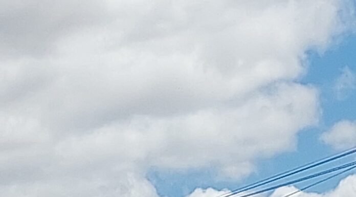 Após denúncias de moradores, Prefeitura de Juazeiro diz que busca identificar responsáveis por poda ilegal de árvores na Avenida Ulisses Guimarães