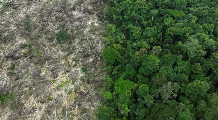 Brasil perdeu 111,7 milhões de hectares de áreas naturais em 40 anos