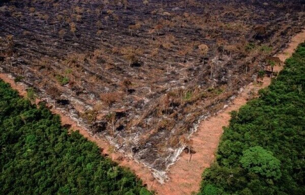 Desmatamento pode causar mais de 28 mil mortes por ano ligadas ao calor, aponta estudo