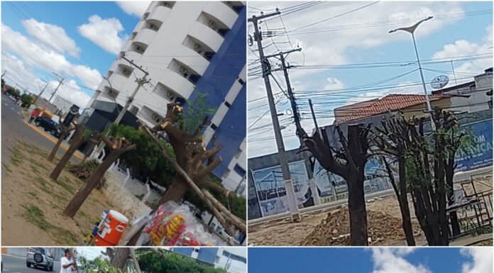 “Atitude criminosa”: moradores reclama de poda drástica de árvores na Avenida Ulisses Guimarães, em Juazeiro