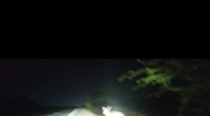 Motoristas alertam para a presença de animais soltos na BR-407, entre Jaguarari e Juazeiro, e cobram providências: “Vão deixar quantas famílias morrerem?”