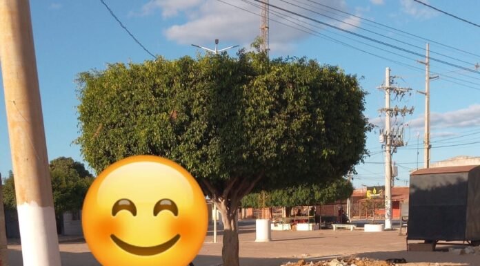 Moradora do bairro Quidé, em Juazeiro, reclama de descarte irregular de lixo em via publica: “não é possível a passagem de dois veículos ao mesmo tempo”