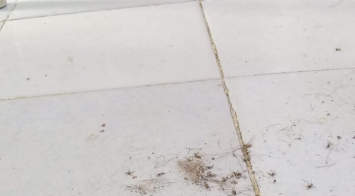 Moradora do Alto do Alencar, em Juazeiro, reclama de tormento causado pelas muriçocas e pede ações da gestão