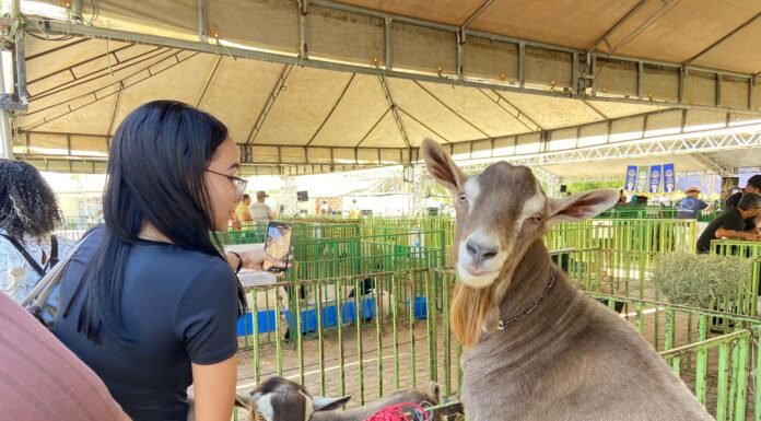 16ª Expovale movimenta Juazeiro e consolida a cidade como referência na caprinovinocultura; evento segue até domingo (7)