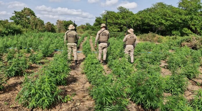 Polícia Militar erradica mais de 50 mil pés de maconha em Curaçá