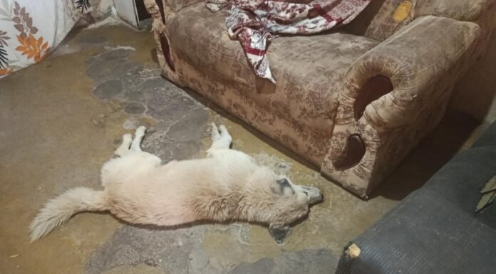 Moradora denuncia envenenamento de cães e gatos no bairro Alto da Maravilha, em Juazeiro