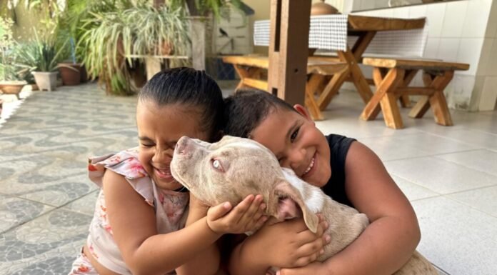 Juazeiro atualiza link para pré-cadastro de castrações gratuitas de cães e gatos