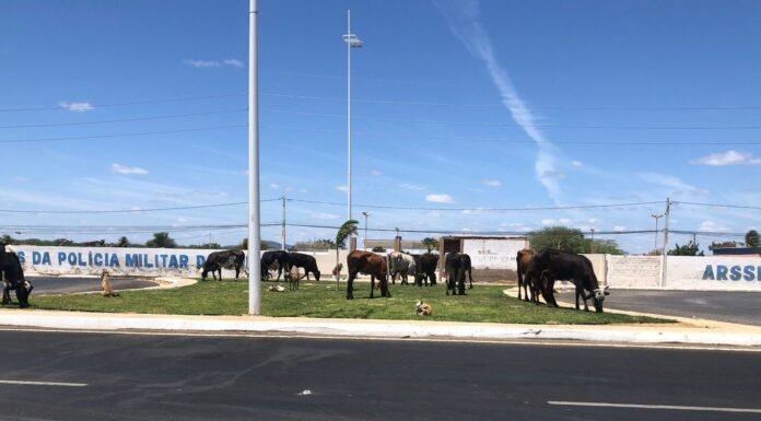 Flagrante do leitor: Animais soltos destroem gramado recém-plantado no contorno da BA 210, em Juazeiro