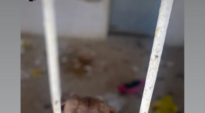 “No meio do lixo, num espaço sujo e confinado”: Leitor denuncia maus-tratos a um cão no Jardim Universitário, em Juazeiro